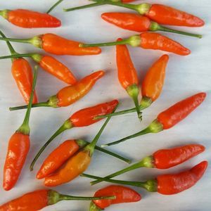 Meet your Posher, Aga